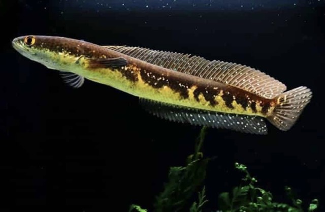 Cá Lóc Cảnh Phú Yên: Cá Lóc Mắt Bò Thái – Channa Marulius