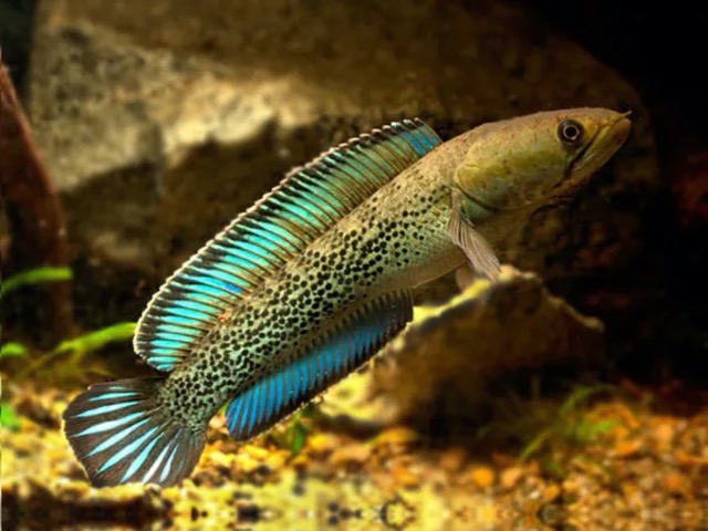 Cá Lóc Cảnh Phú Yên: Cá Lóc Muối Tiêu Vây Xanh (Tiểu Hoàng Đế) – Channa Sterwatii