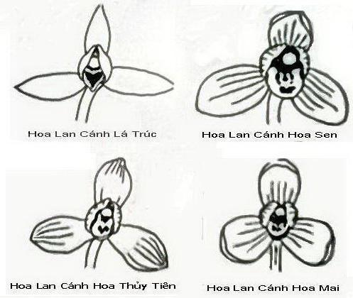 Các Tiêu Chí Đánh Giá Một Hoa Địa Lan Kiếm Đẹp