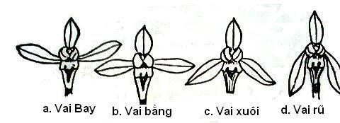 Các Tiêu Chí Đánh Giá Một Hoa Địa Lan Kiếm Đẹp