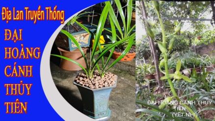 Nguồn gốc Địa Lan Đại Hoàng Cánh Thủy Tiên