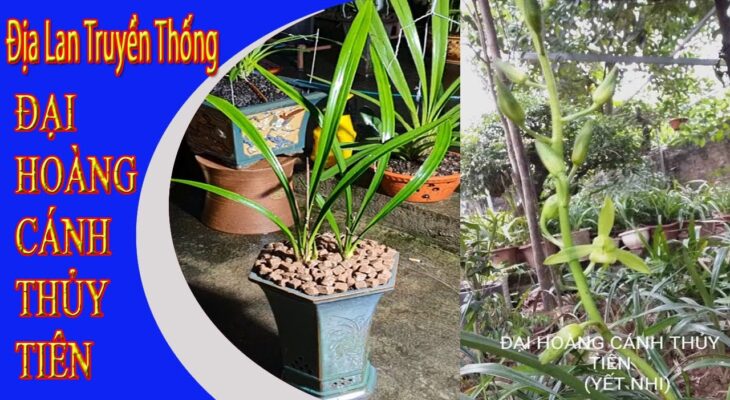 Nguồn gốc Địa Lan Đại Hoàng Cánh Thủy Tiên