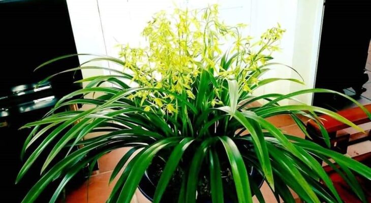 Nguồn gốc Địa Lan Hoàng Vũ &#8211; Dòng Chảy Bất Tận Của Sắc Vàng Huyền Thoại