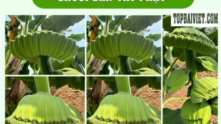 Chuối Bàn Tay Phật 🍌🙏 Tìm Nơi Bán Giống Cây Chuối Bàn Tay Phật Uy Tín – Chuẩn giống 100% 🌟🍌