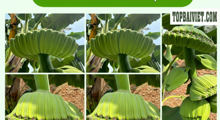 Chuối Bàn Tay Phật 🍌🙏 Tìm Nơi Bán Giống Cây Chuối Bàn Tay Phật Uy Tín – Chuẩn giống 100% 🌟🍌